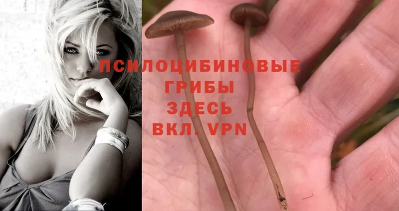 Псилоцибиновые грибы Magic Shrooms Короча